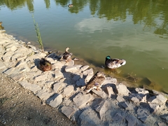 Anas platyrhynchos