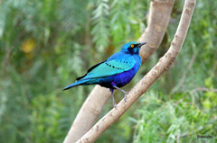 Lamprotornis chloropterus