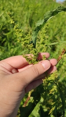 Rumex crispus