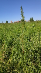 Rumex crispus