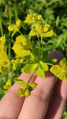 Euphorbia virgata