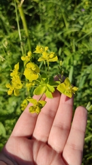 Euphorbia virgata