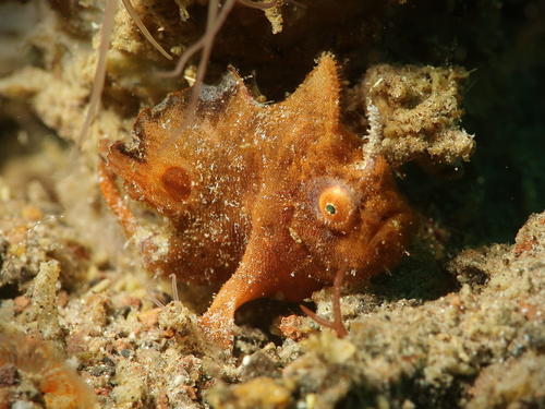 Deepwater frogfish (Nudiantennarius subteres) — Antennariidae — 3