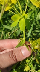 Euphorbia virgata