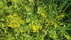 Euphorbia virgata