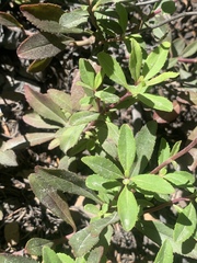 Penstemon cardwellii