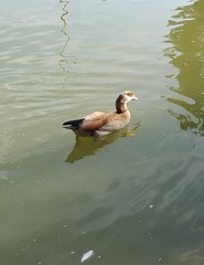 Alopochen aegyptiaca