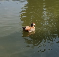 Alopochen aegyptiaca