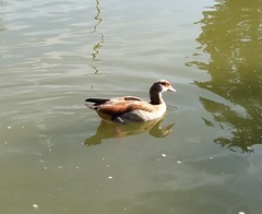 Alopochen aegyptiaca
