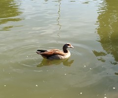Alopochen aegyptiaca