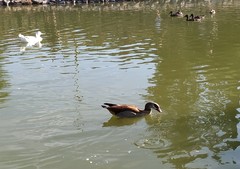 Alopochen aegyptiaca