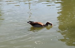 Alopochen aegyptiaca