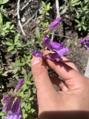 Penstemon cardwellii