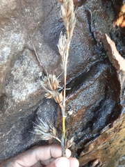 Thamnochortus gracilis