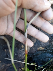 Thamnochortus gracilis