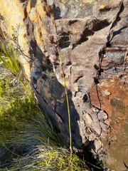 Thamnochortus gracilis