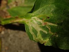 Phytomyza plantaginis