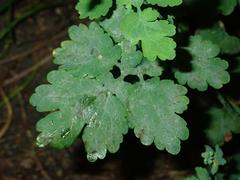 Erysiphe macleayae