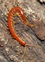 Scolopocryptops spinicaudus