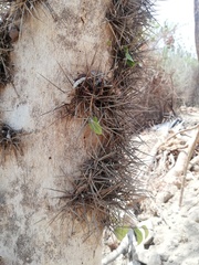 Xylosma flexuosa