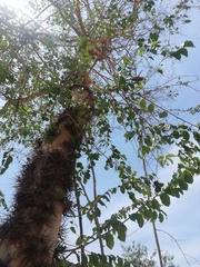 Xylosma flexuosa