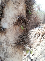 Xylosma flexuosa