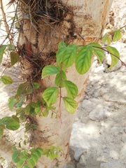 Xylosma flexuosa