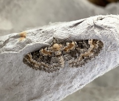 Eupithecia pulchellata