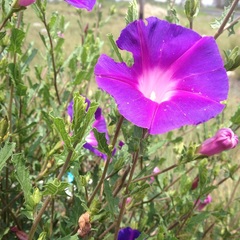 Ipomoea stans