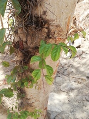 Xylosma flexuosa