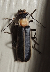 Podabrus flavicollis