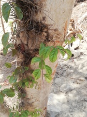 Xylosma flexuosa