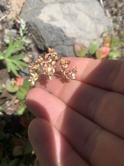 Micranthes occidentalis