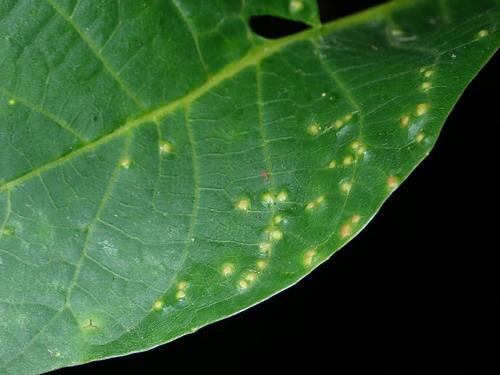 walnut leaf gall mite