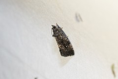 Gymnandrosoma punctidiscanum