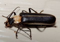 Podabrus flavicollis