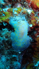 Halgerda guahan