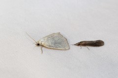 Protodeltote albidula