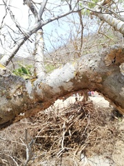 Jatropha neopauciflora