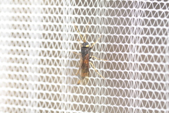 Urocerus flavicornis