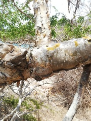 Jatropha neopauciflora