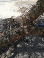 Jatropha neopauciflora