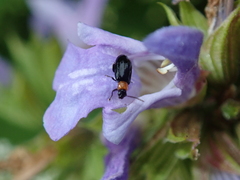 Luperomorpha xanthodera