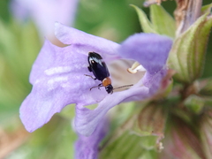 Luperomorpha xanthodera