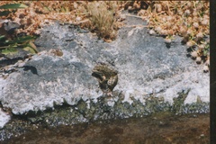 Pelophylax bedriagae