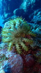 Acanthaster