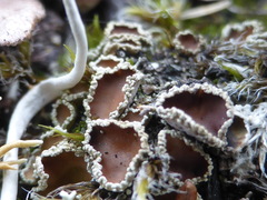 Psoroma hypnorum