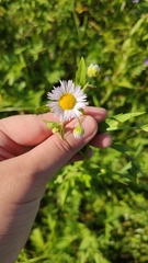 Erigeron annuus