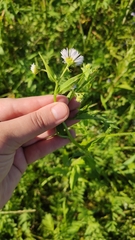 Erigeron annuus
