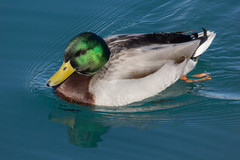 Anas platyrhynchos